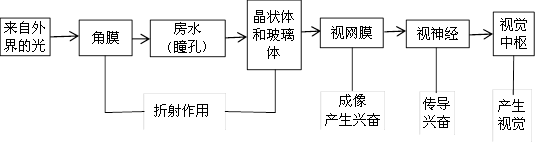 視覺(jue)形(xing)成